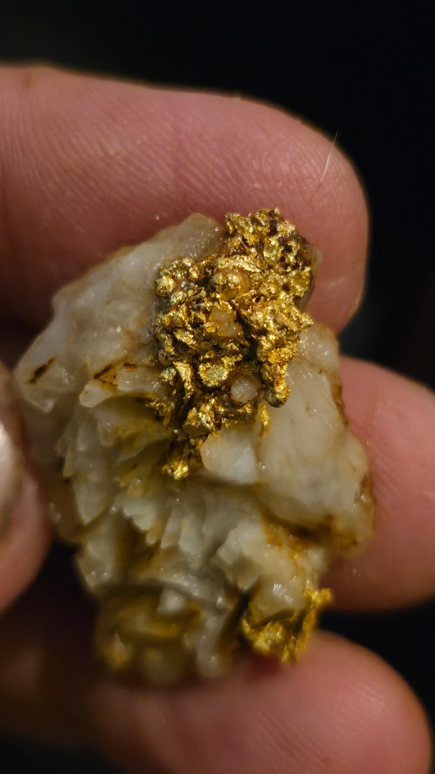 Self collected 12.91 grams gold and quartz from Californias Motherlode Vein