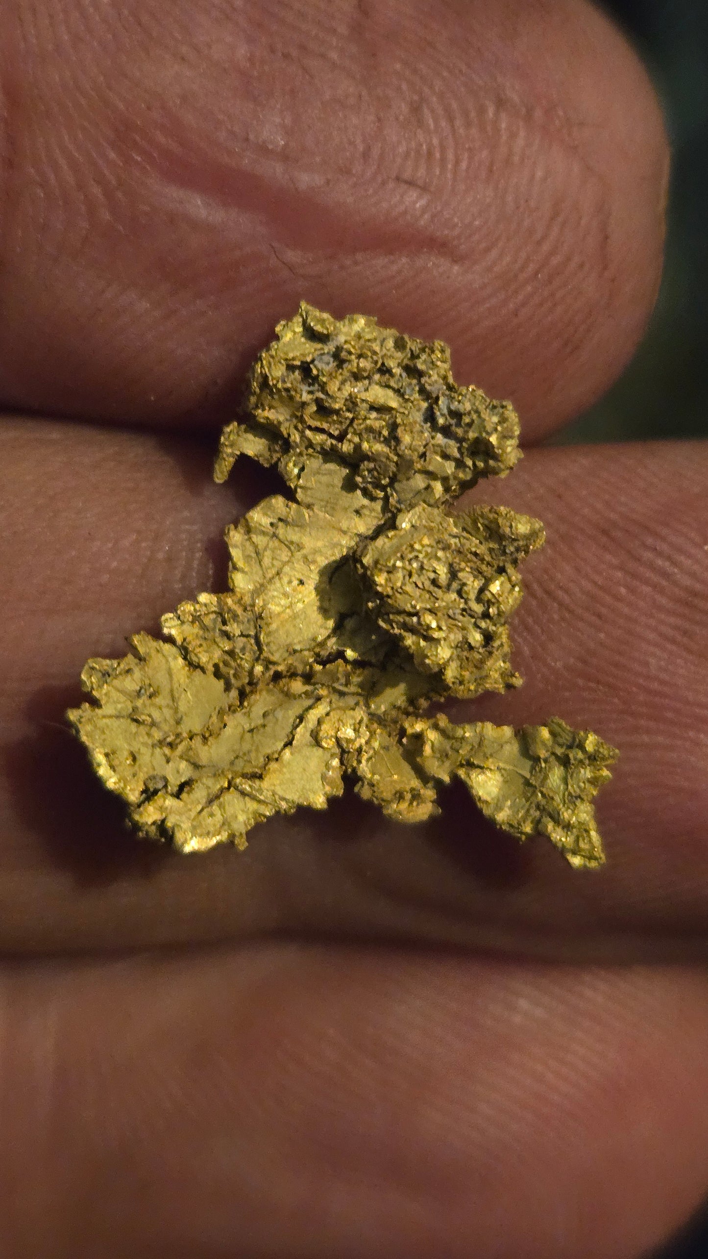 Museum-Quality Calaveras Crystalline Leaf Gold - 2.47 Gram Specimen