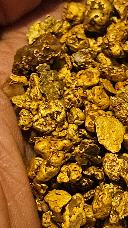 High Purity Mexican paydirt. Stunning dense gold 95-98% pure! (Black Friday Raincheck)