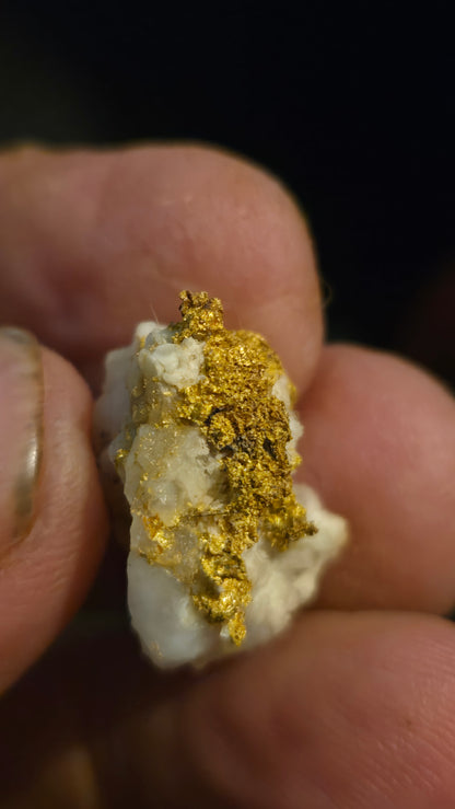 Self collected 6.07 grams gold and quartz from Californias Motherlode Vein