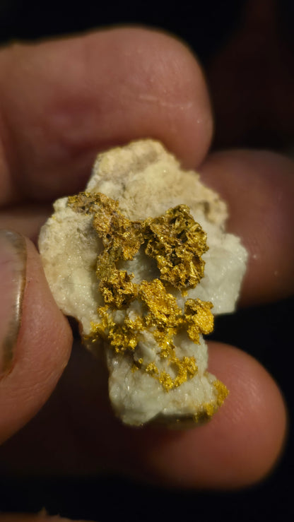 Self collected 11.21 grams gold and quartz from Californias Motherlode Vein