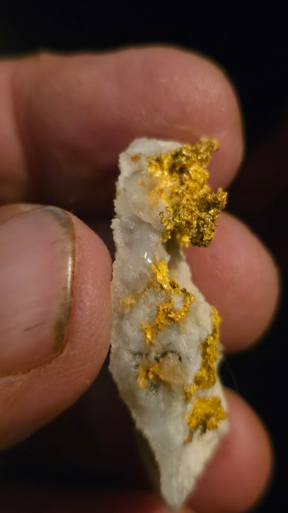 Self collected 12. 95 grams gold and quartz from Californias Motherlode Vein