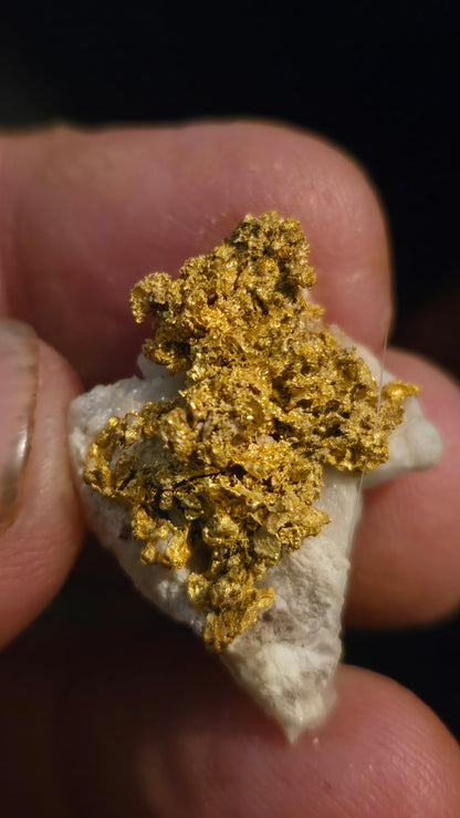 Self collected  11.15 grams gold and quartz from Californias Motherlode Vein