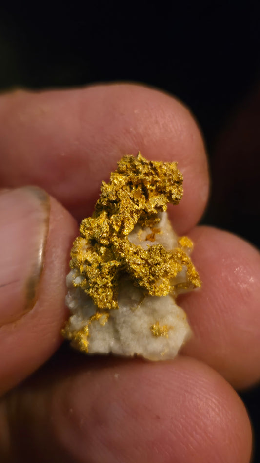 Self collected  6.27 grams gold and quartz from Californias Motherlode Vein