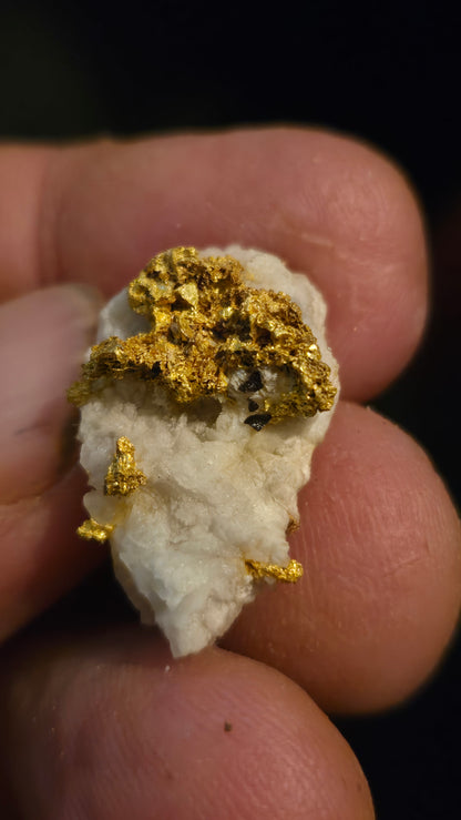 Self collected  6.95 grams gold and quartz from Californias Motherlode Vein