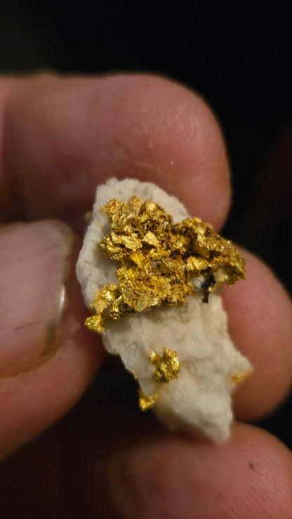Self collected  6.95 grams gold and quartz from Californias Motherlode Vein
