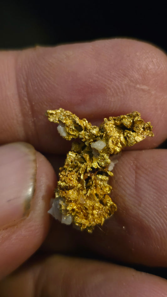 Self collected 6.05 grams gold and quartz from Californias Motherlode Vein
