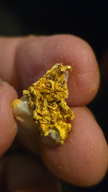 Self collected 3.01 grams gold and quartz from Californias Motherlode Vein