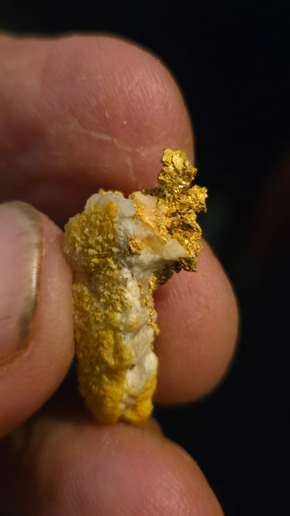 Self collected 4.49 grams gold and quartz from Californias Motherlode Vein