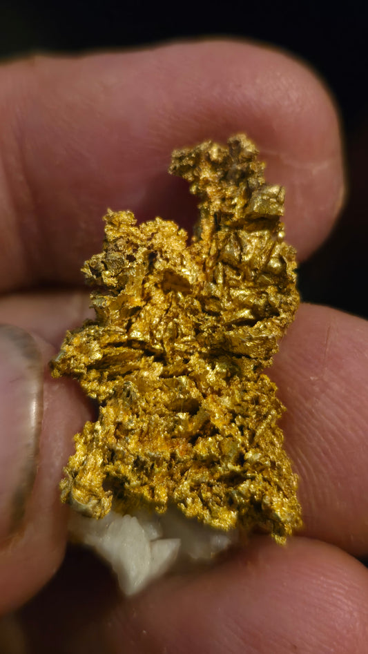 Self collected 12.41 grams gold and quartz from Californias Motherlode Vein