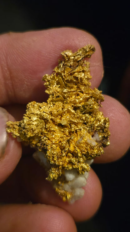 Self collected 18.44 grams gold and quartz from Californias Motherlode Vein