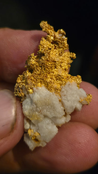 Self collected 18.44 grams gold and quartz from Californias Motherlode Vein