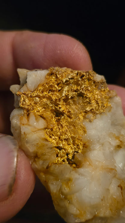 Self collected 35.62 grams gold and quartz from Californias Motherlode Vein