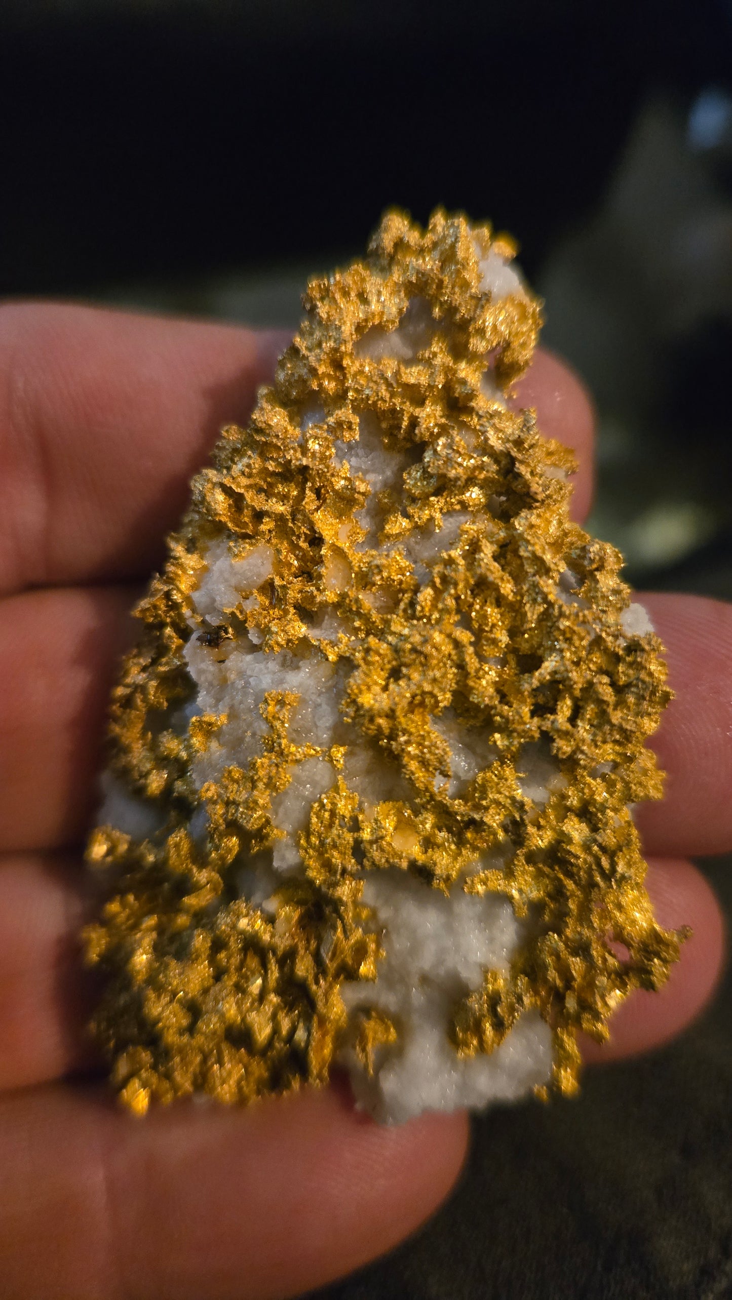 Self collected 76.32 grams gold and quartz from Californias Motherlode Vein
