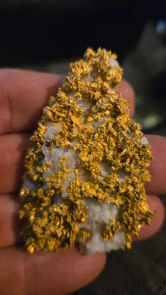 Self collected 76.32 grams gold and quartz from Californias Motherlode Vein