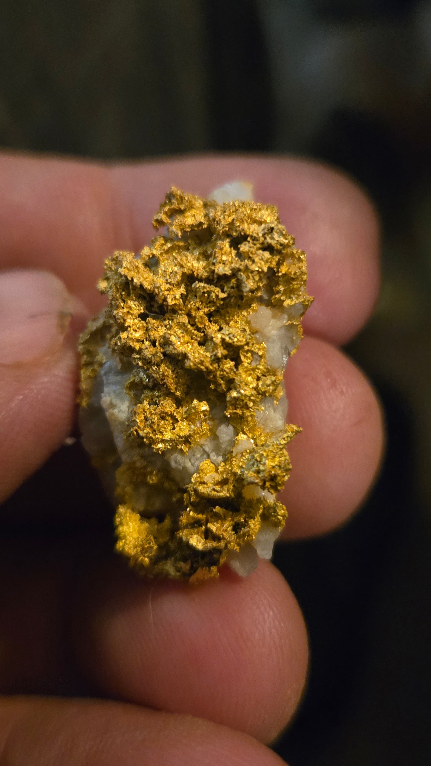 Self collected 21.77 grams gold and quartz from Californias Motherlode Vein