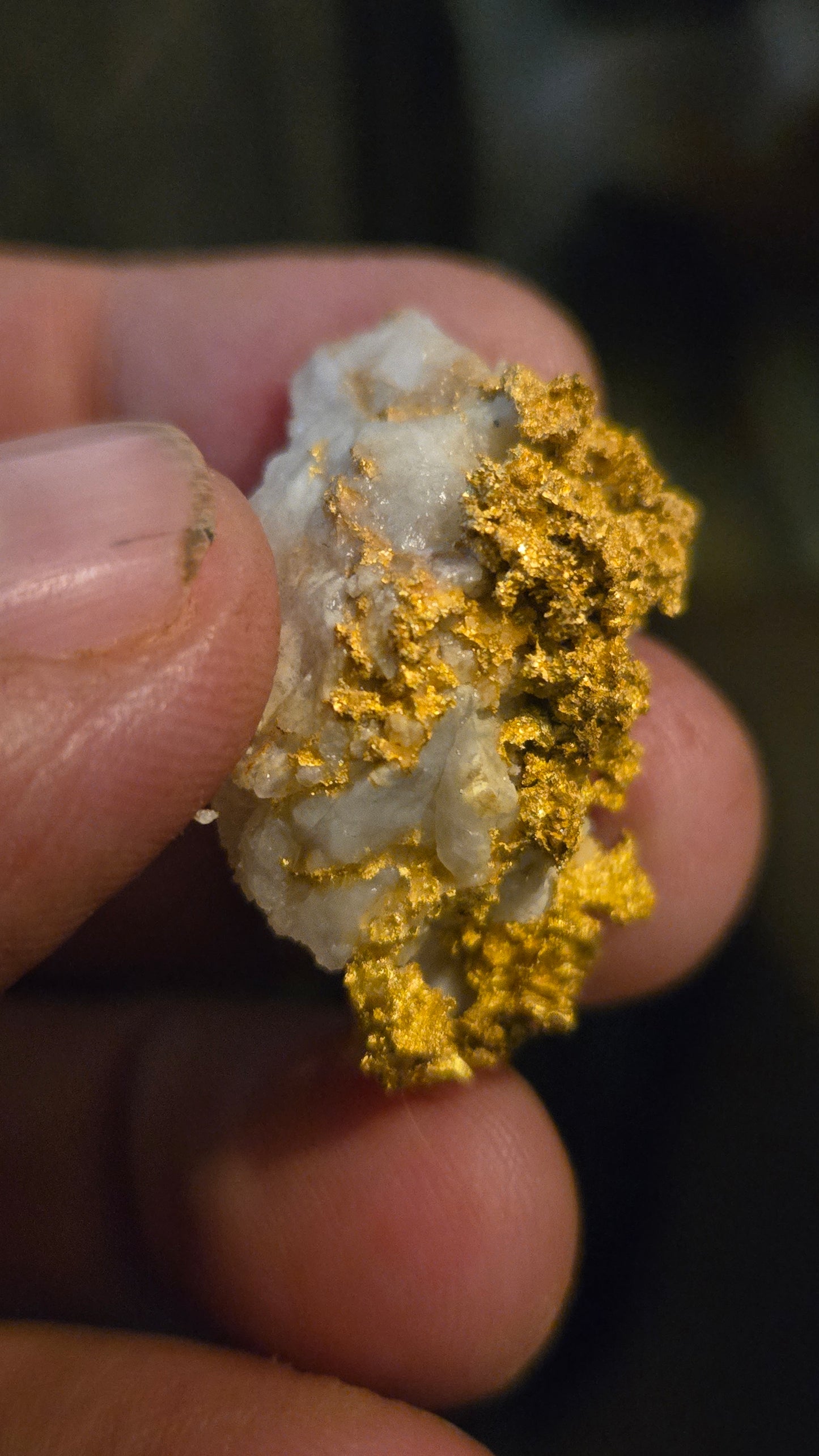Self collected 21.77 grams gold and quartz from Californias Motherlode Vein