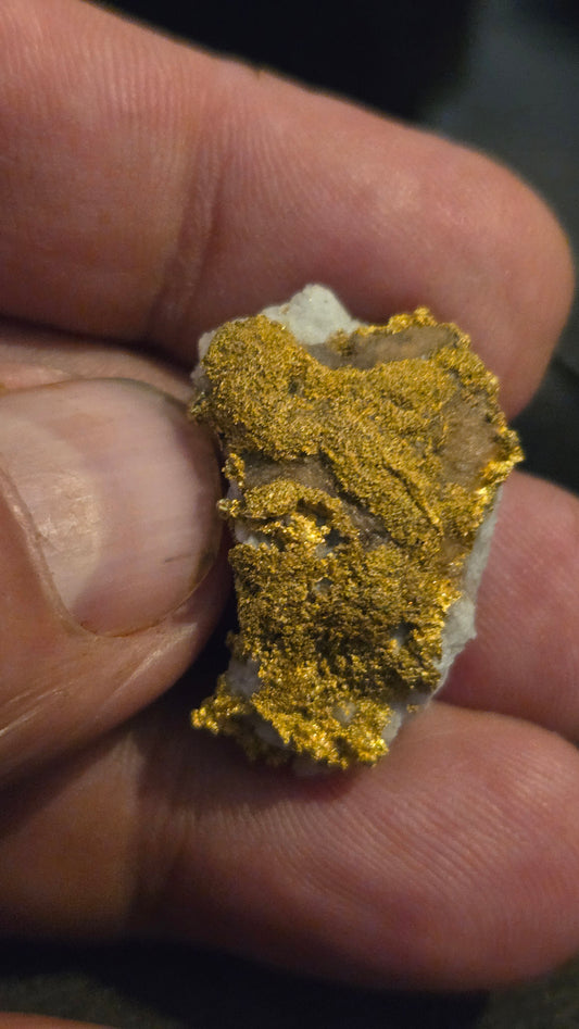 Self collected 16.42 grams gold and quartz from Californias Motherlode Vein