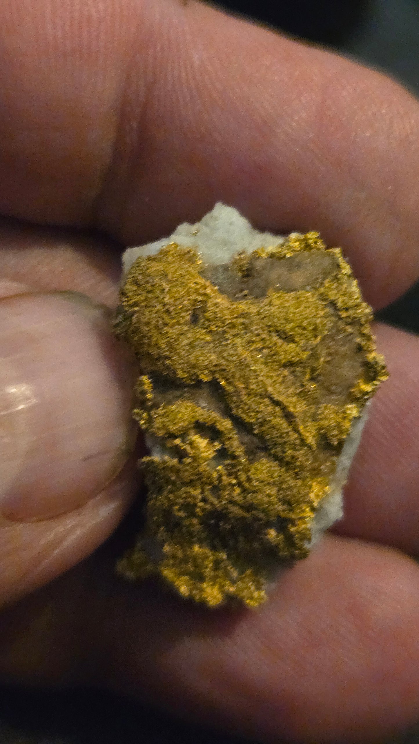 Self collected 16.42 grams gold and quartz from Californias Motherlode Vein