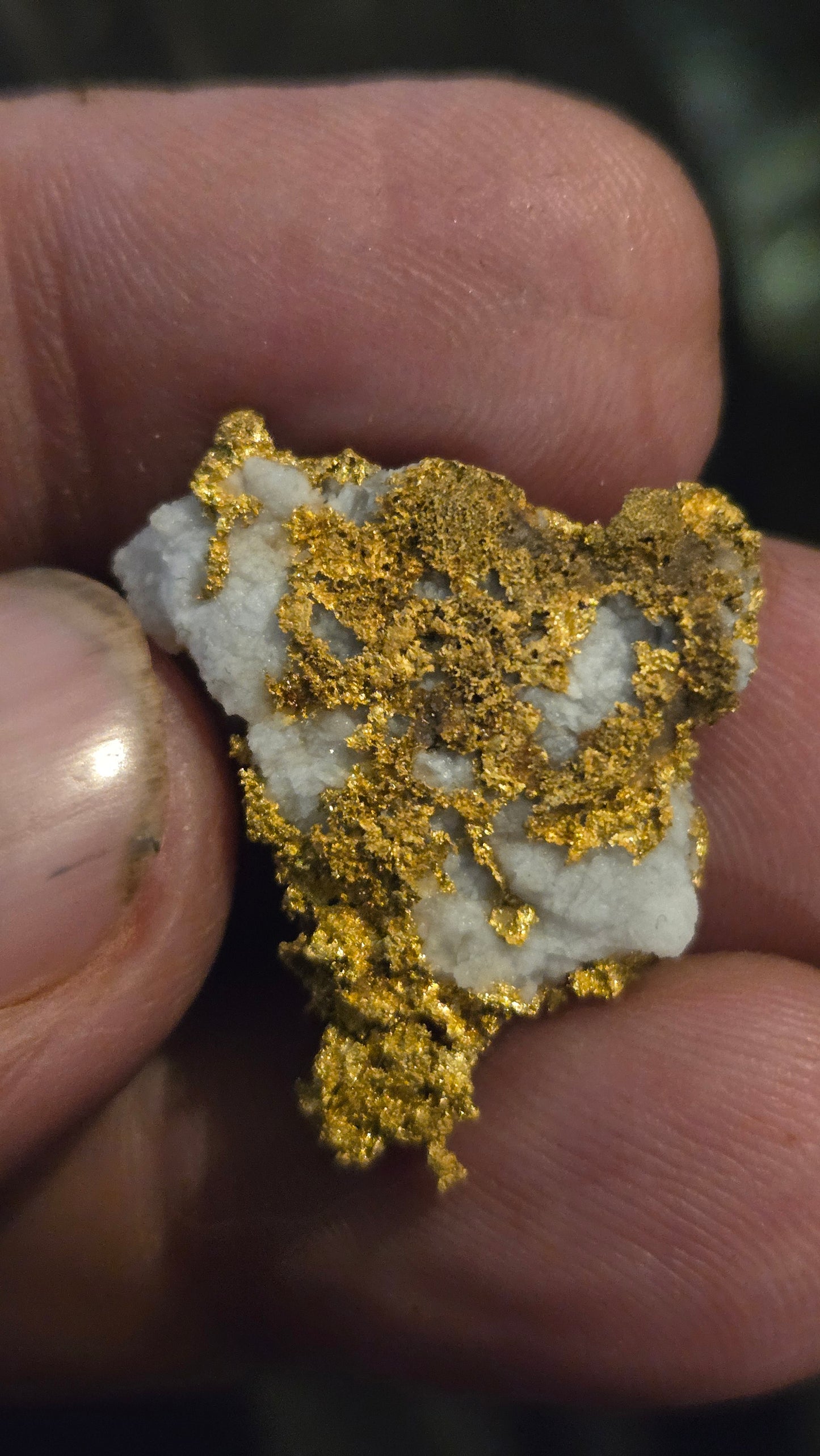 Self collected 9.35 grams gold and quartz from Californias Motherlode Vein