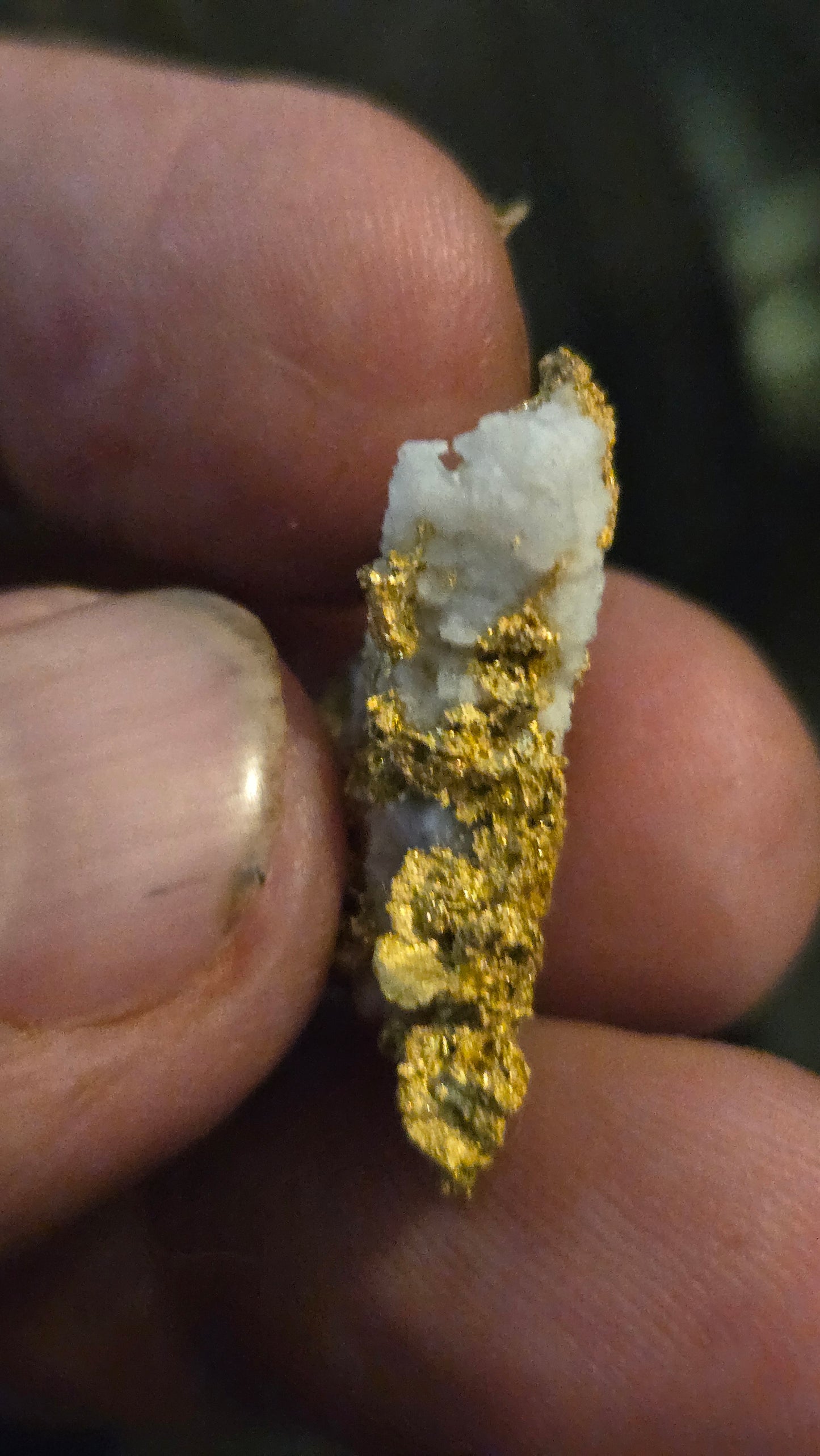 Self collected 9.35 grams gold and quartz from Californias Motherlode Vein