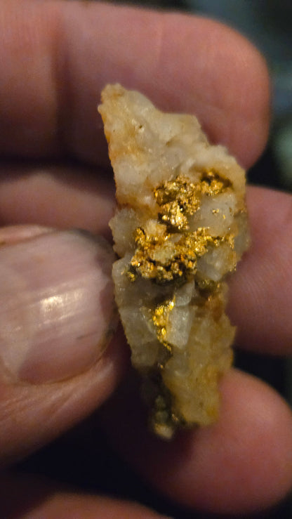 Self collected 16.61 grams gold and quartz from Californias Motherlode Vein