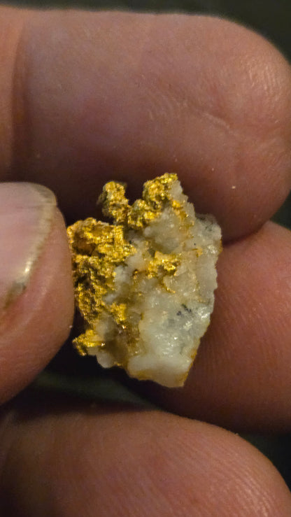 Self collected 4.39 grams gold and quartz from Californias Motherlode Vein