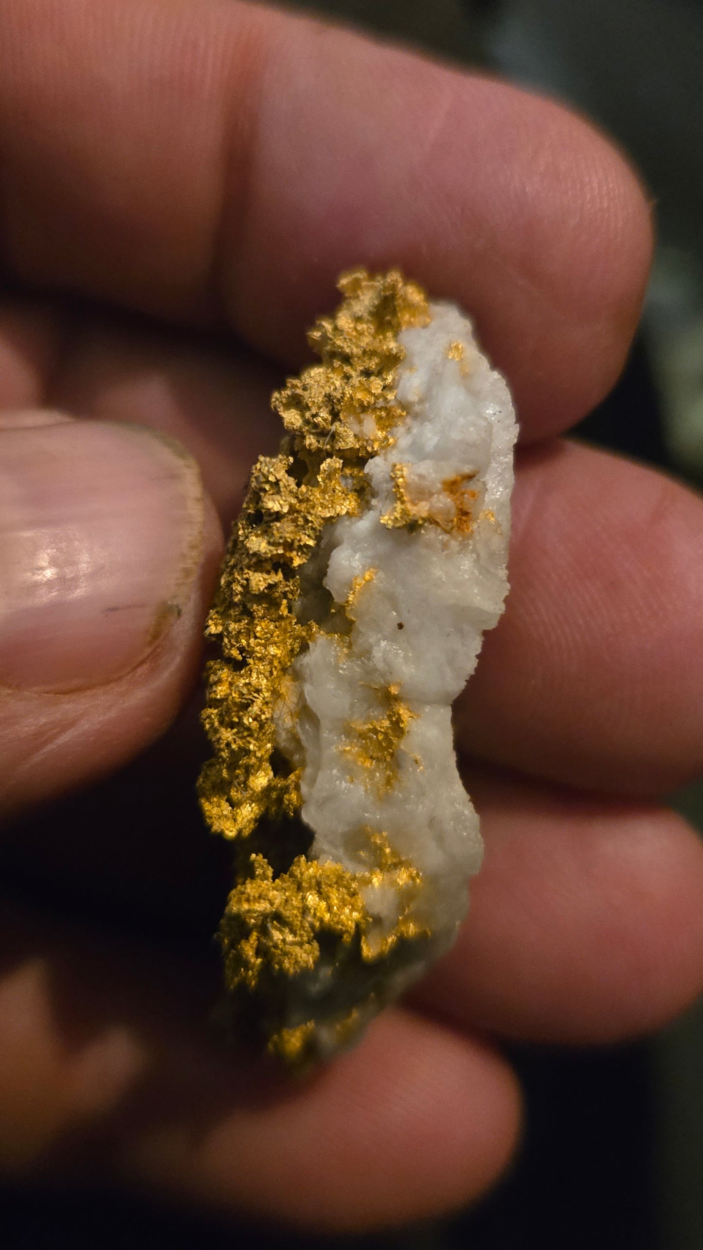 Self collected 29.30 grams gold and quartz from Californias Motherlode Vein