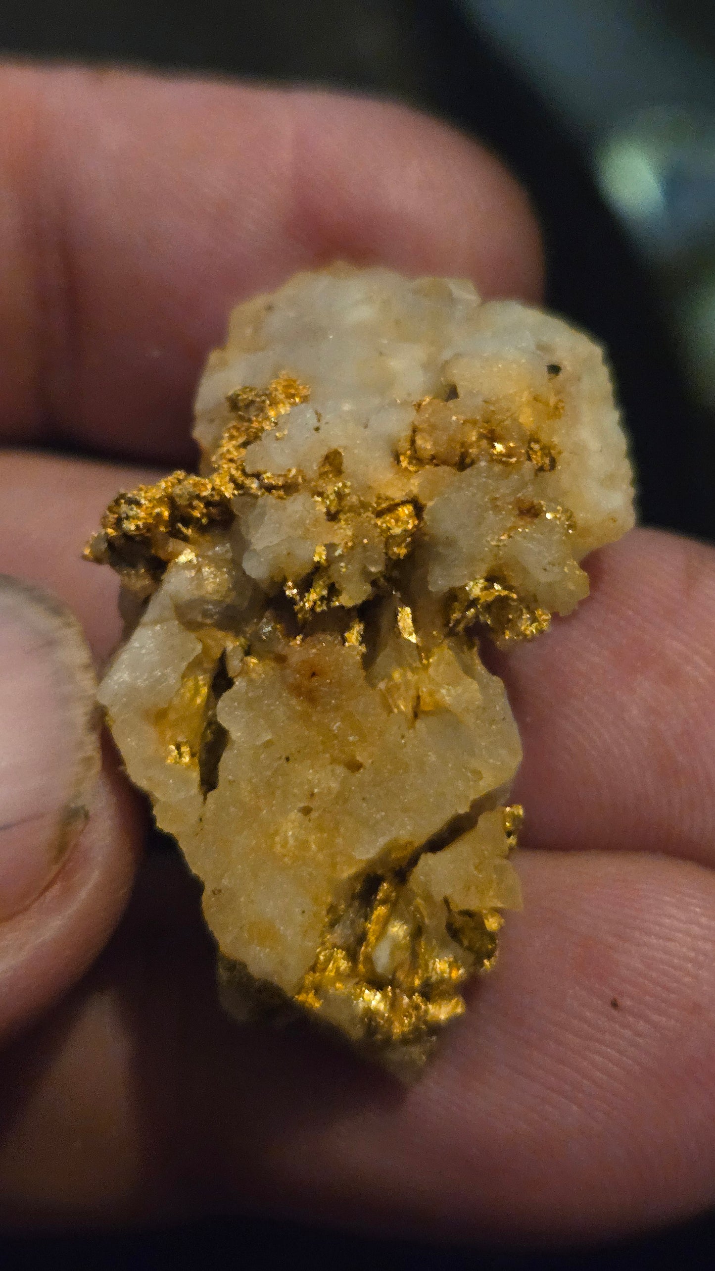 Self collected 16.61 grams gold and quartz from Californias Motherlode Vein