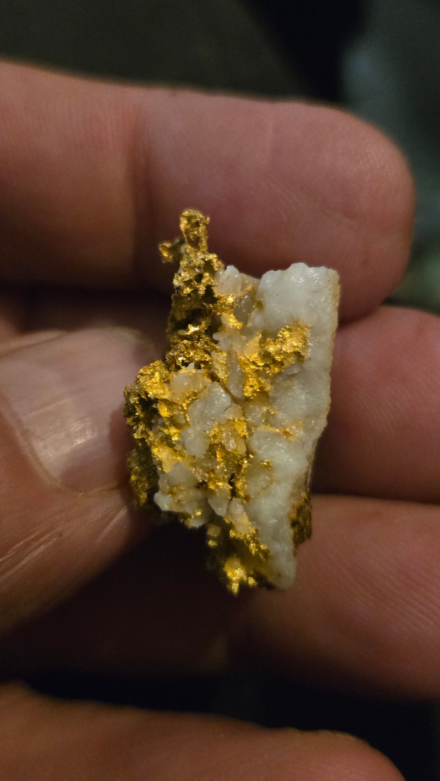 Self collected 13.65 grams gold and quartz from Californias Motherlode Vein