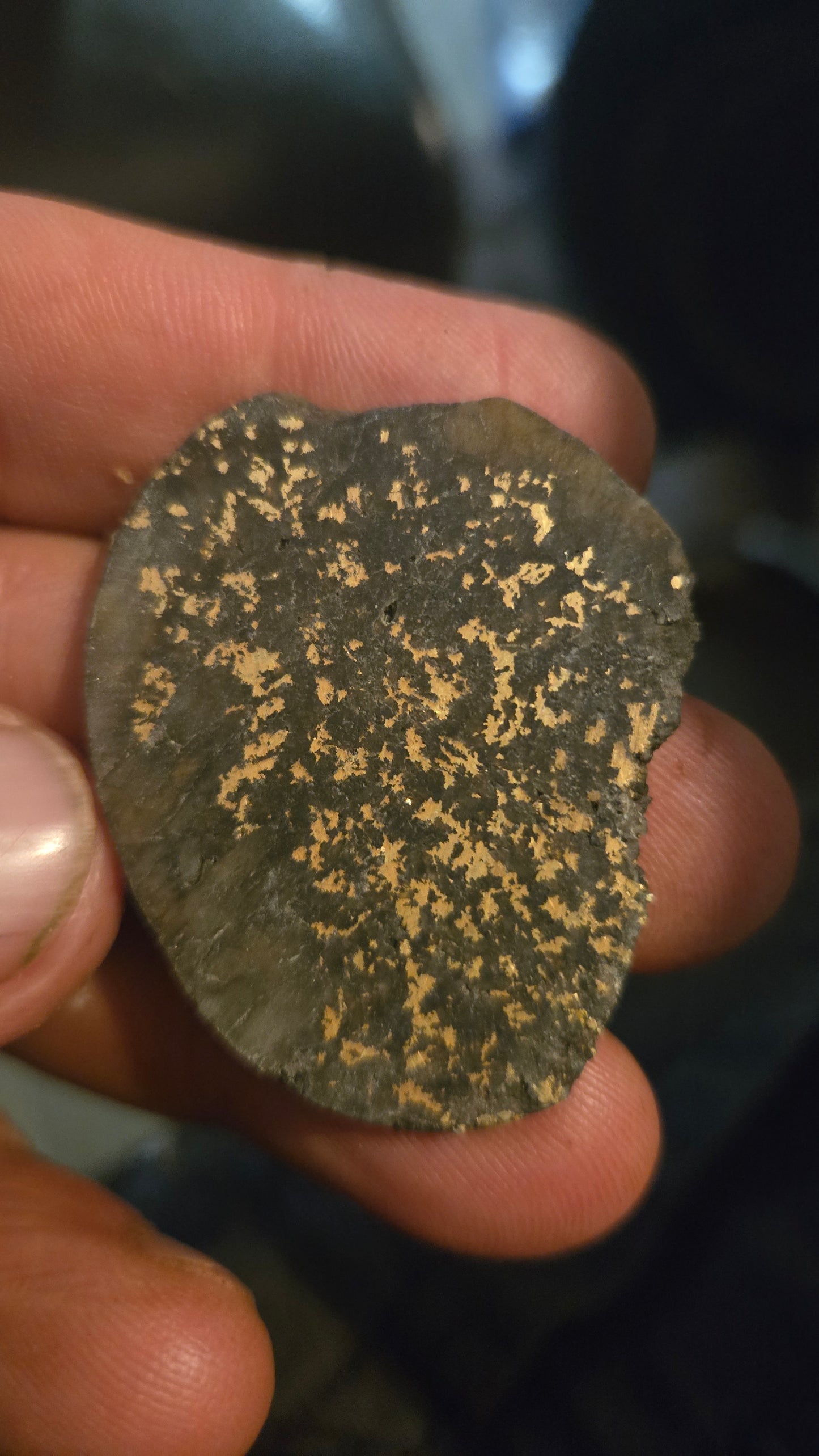 Natural Oregon Gold-in-Quartz Slab - Chemically Enhanced Black Matrix 14.09 grams