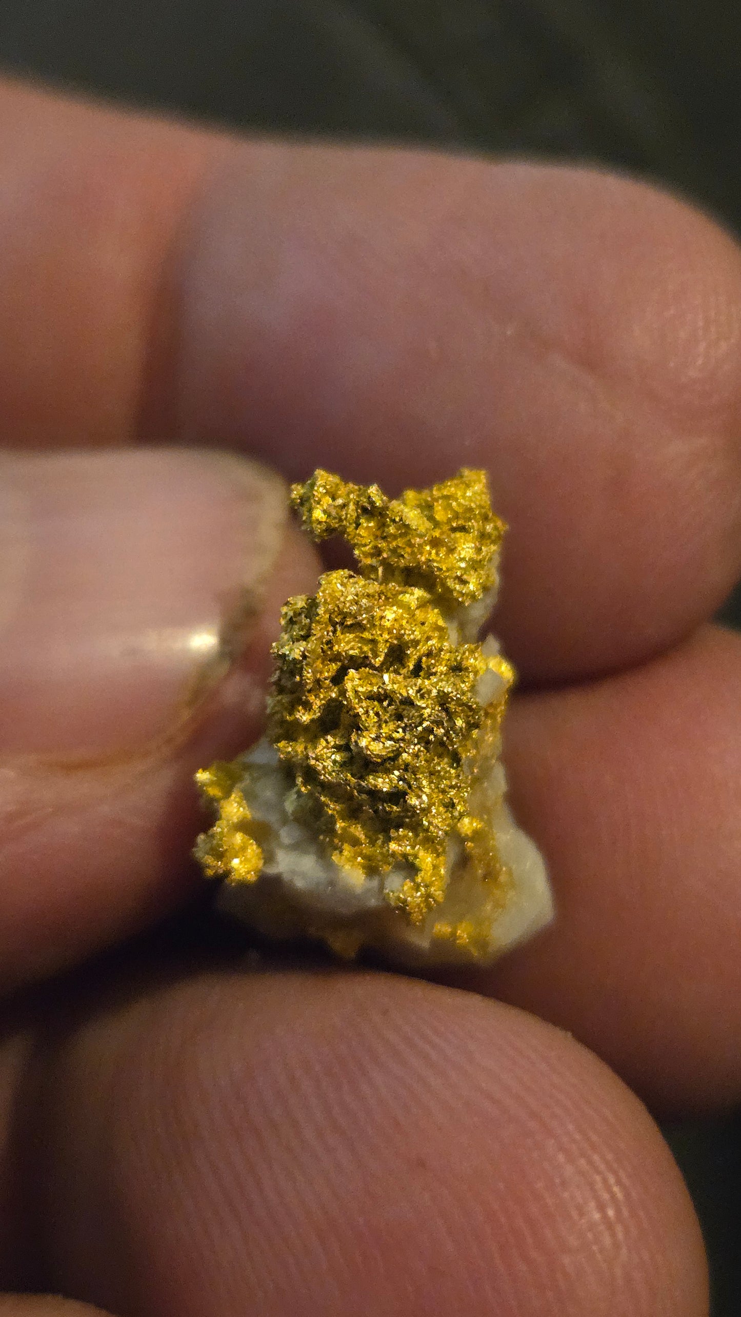 Self collected 4.39 grams gold and quartz from Californias Motherlode Vein
