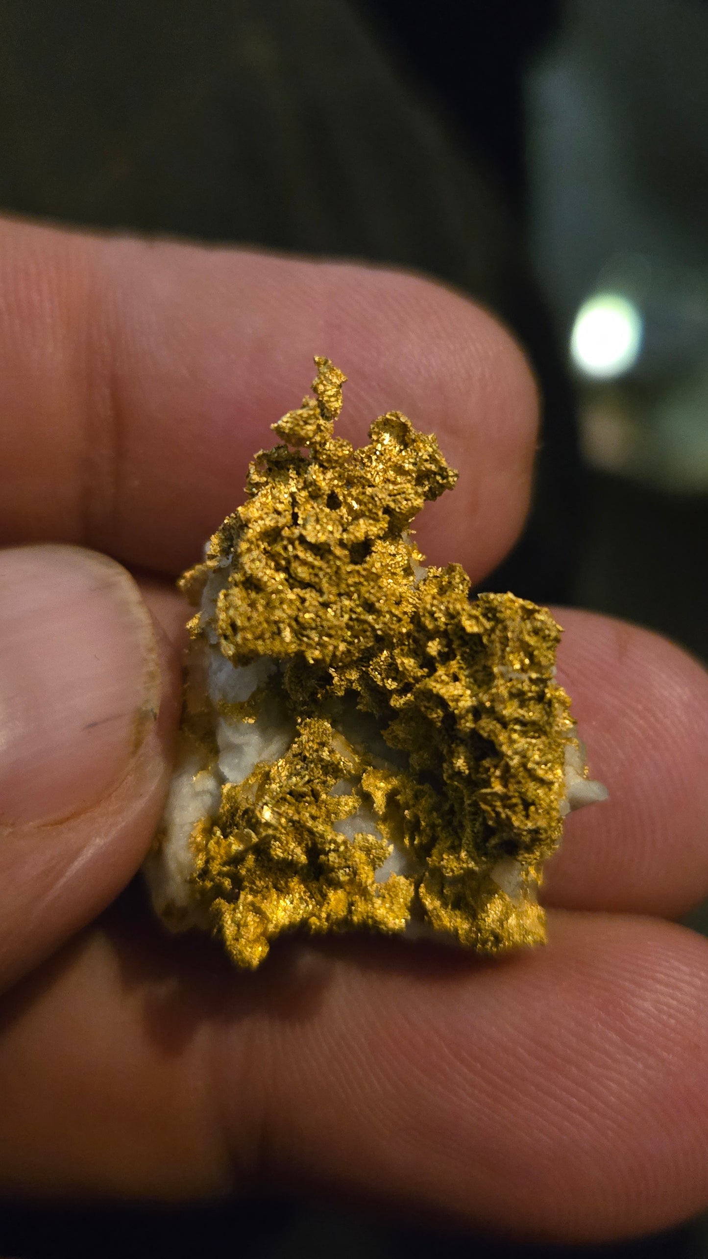 Self collected 13.65 grams gold and quartz from Californias Motherlode Vein