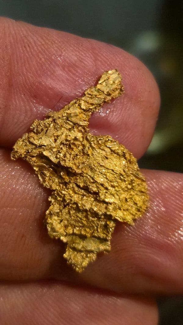 Museum-Quality Calaveras Crystalline Leaf Gold - 2.76 Gram Specimen