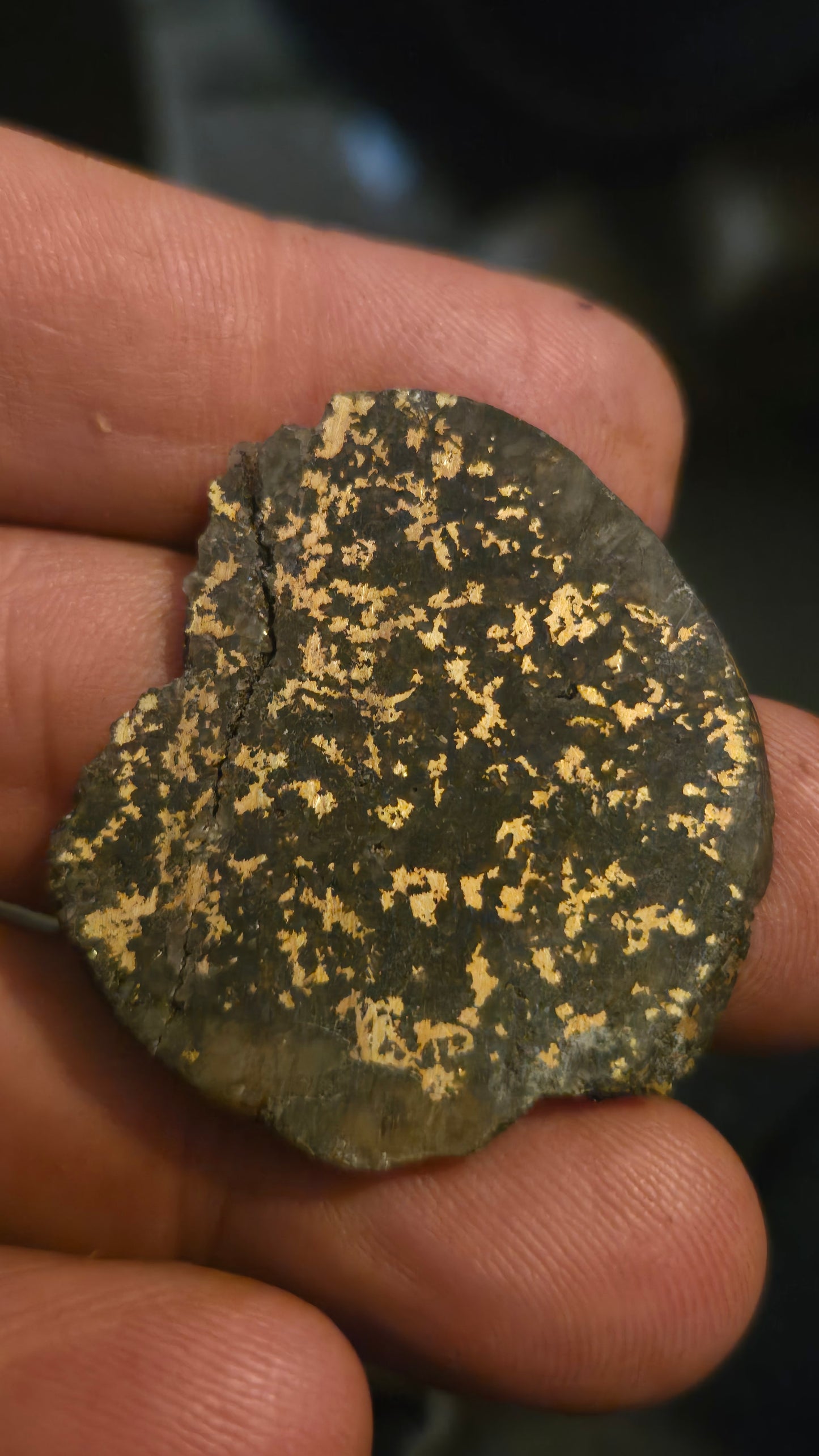 Oregon Gold-in-Quartz Slab - Chemically Enhanced Black Matrix 12.50 grams