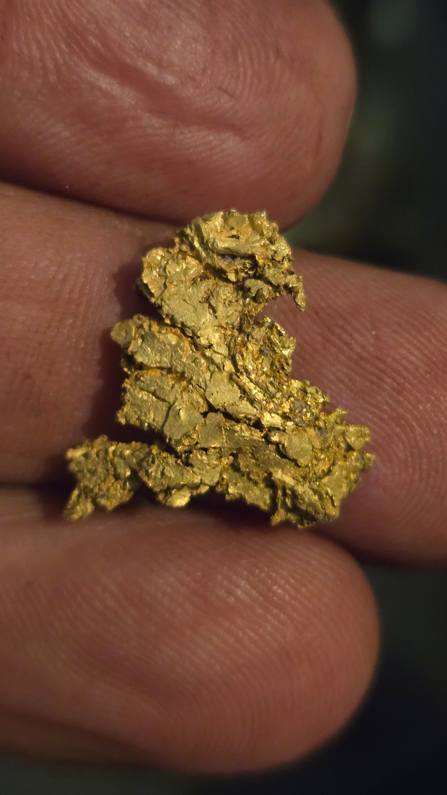 Museum-Quality Calaveras Crystalline Leaf Gold - 2.47 Gram Specimen