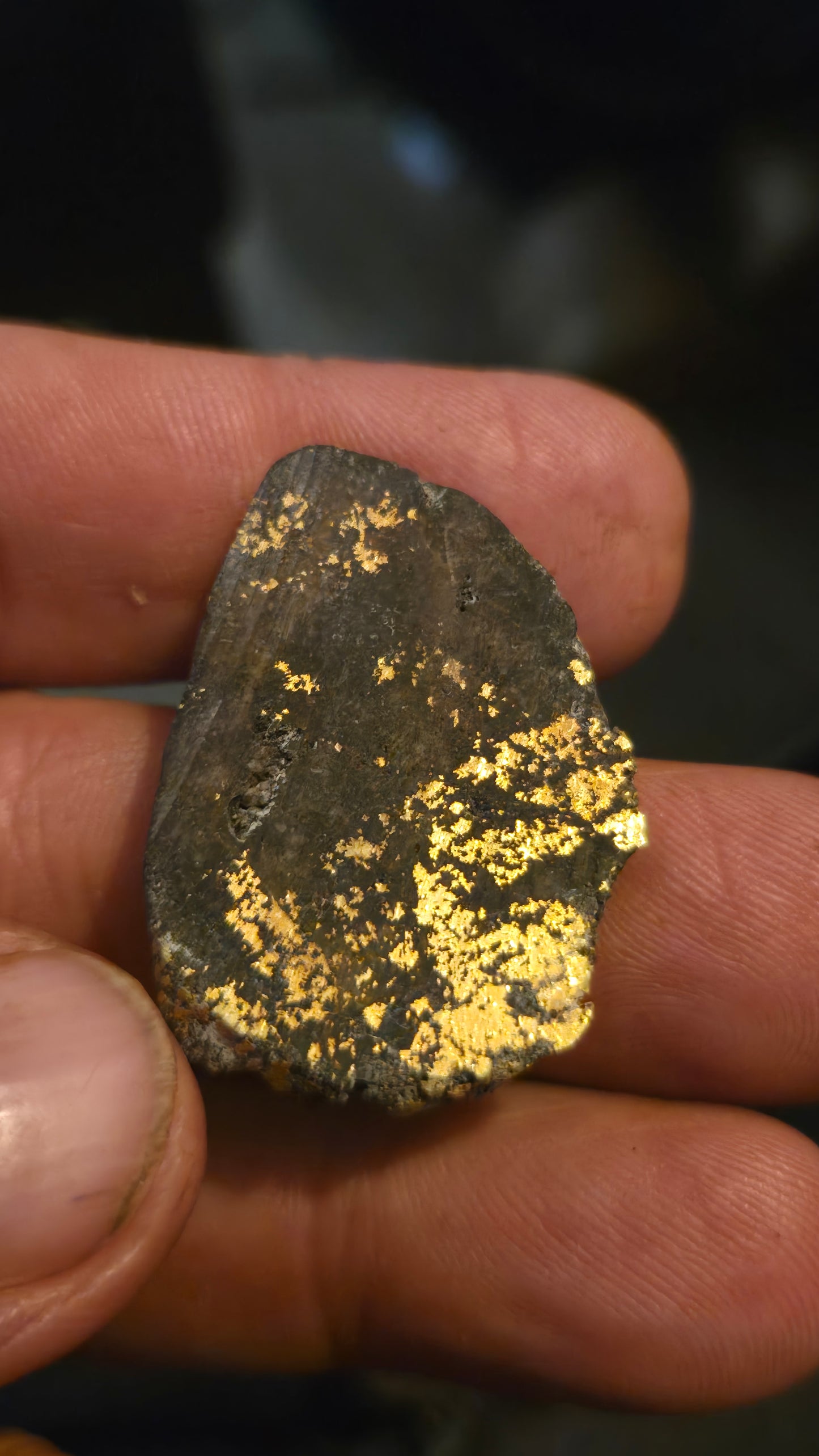 Oregon Gold-in-Quartz Slab - Chemically Enhanced Black Matrix 10.69 grams