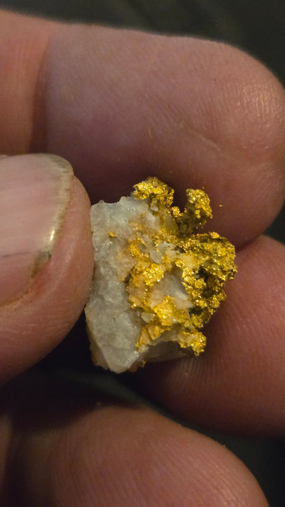 Self collected 4.39 grams gold and quartz from Californias Motherlode Vein
