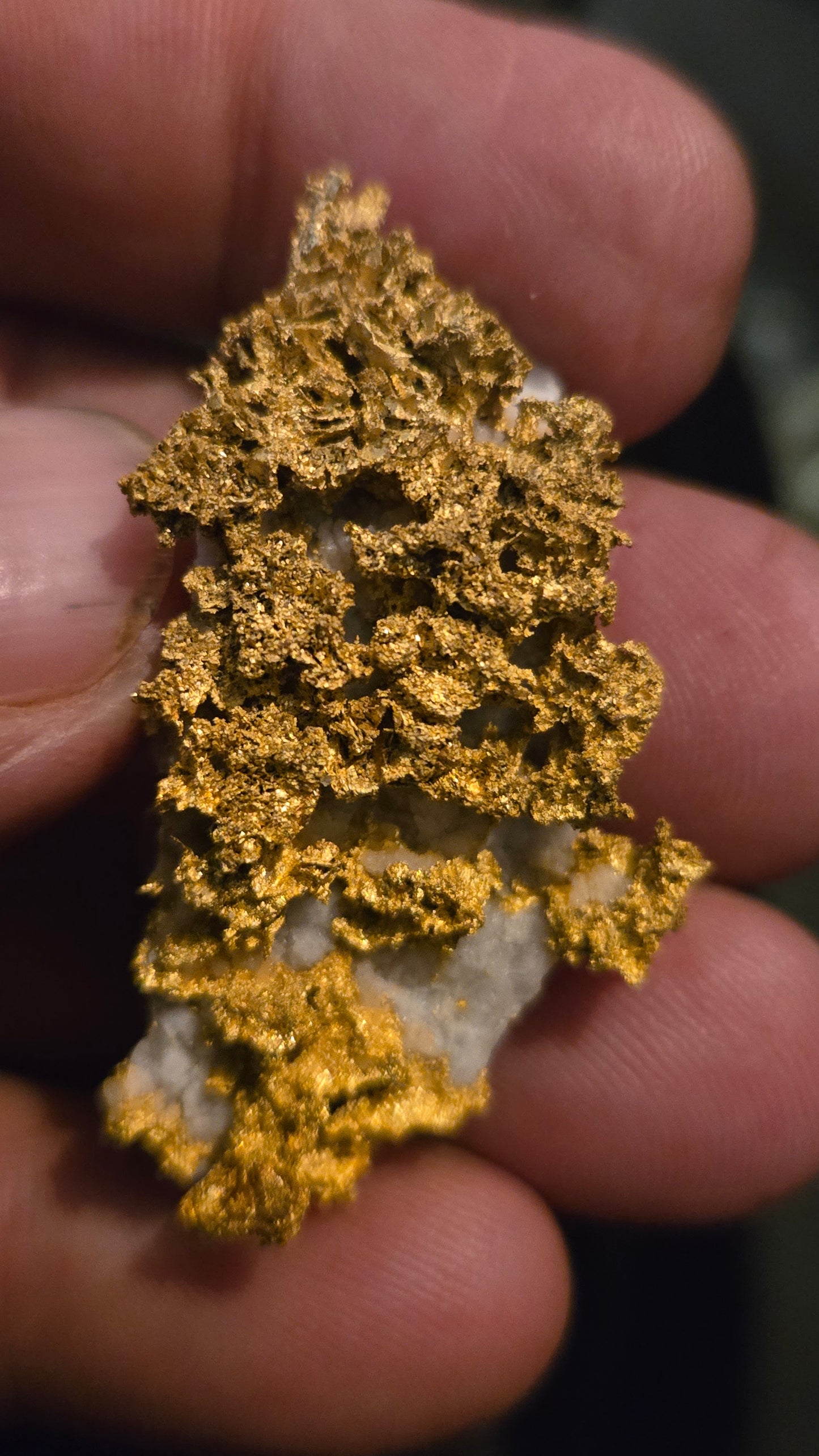 Self collected 29.30 grams gold and quartz from Californias Motherlode Vein