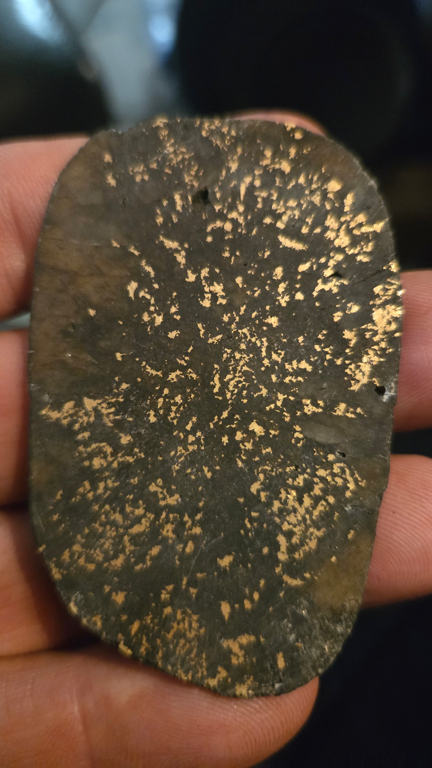 Oregon Gold-in-Quartz Slab - Chemically Enhanced Black Matrix 21.21 grams