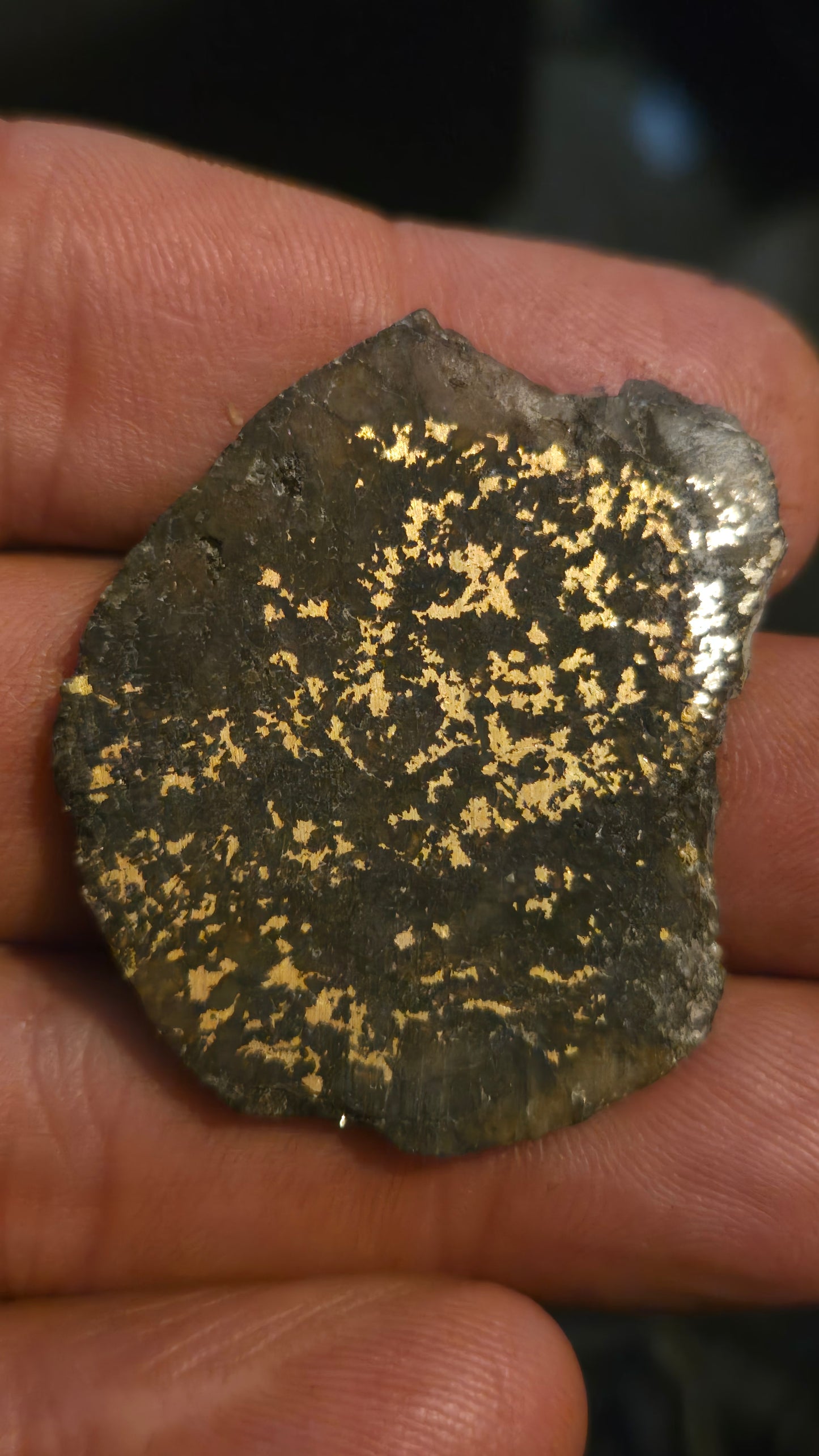 Oregon Gold-in-Quartz Slab - Chemically Enhanced Black Matrix 11.77 grams