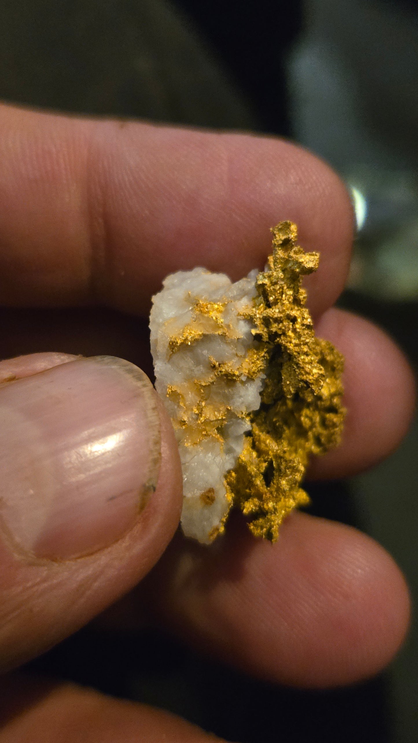 Self collected 13.65 grams gold and quartz from Californias Motherlode Vein