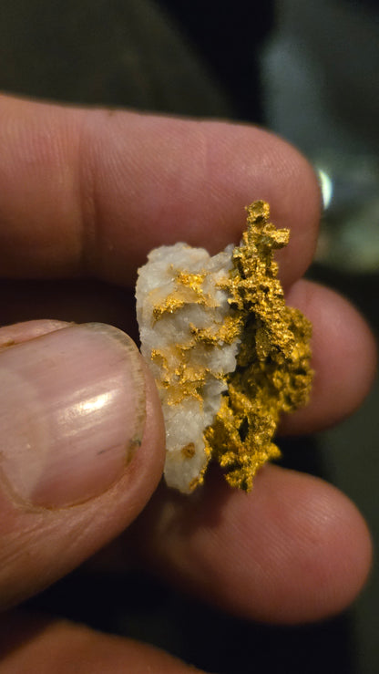 Self collected 13.65 grams gold and quartz from Californias Motherlode Vein