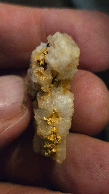 Self collected 16.61 grams gold and quartz from Californias Motherlode Vein