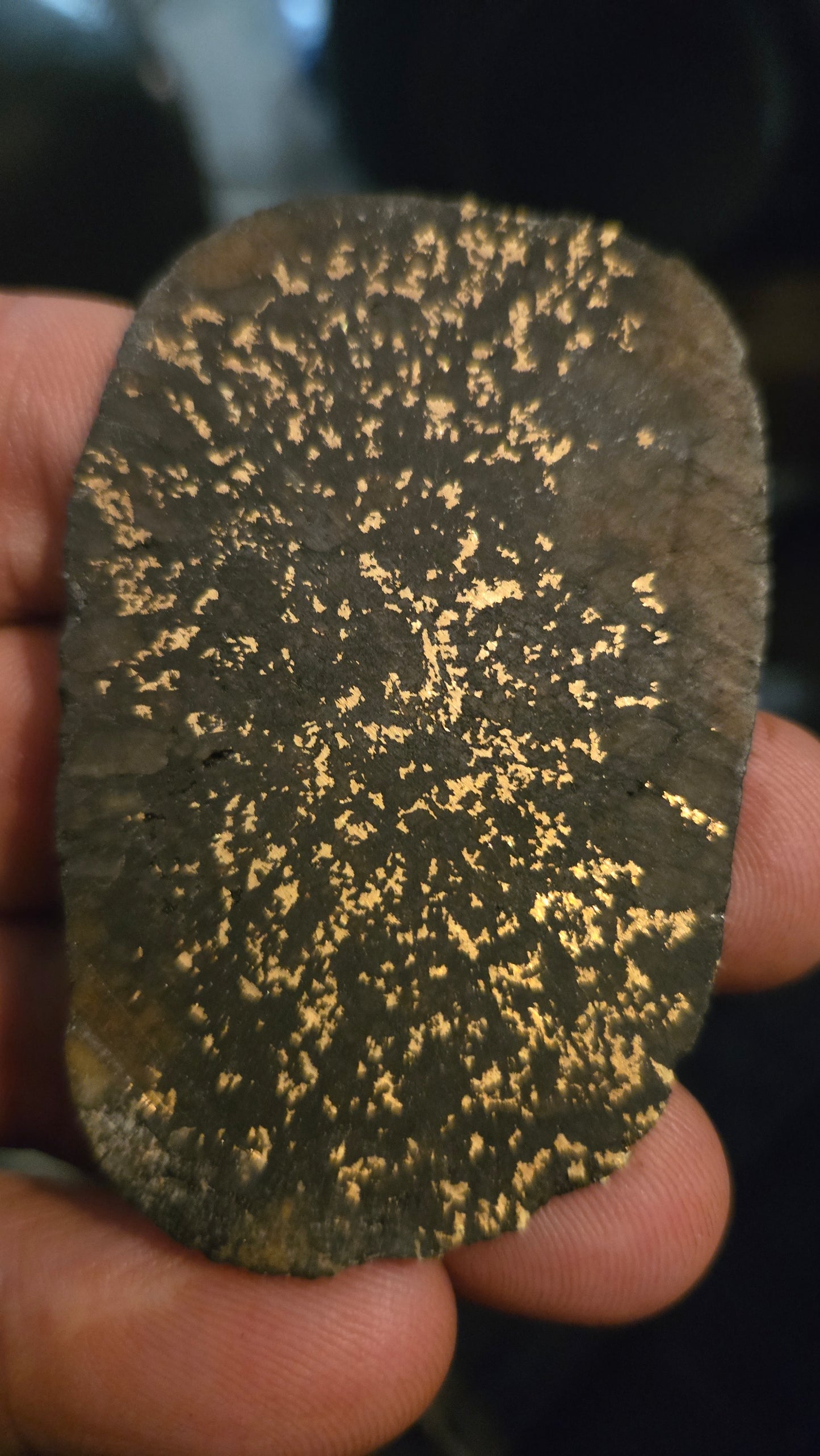 Oregon Gold-in-Quartz Slab - Chemically Enhanced Black Matrix 21.21 grams